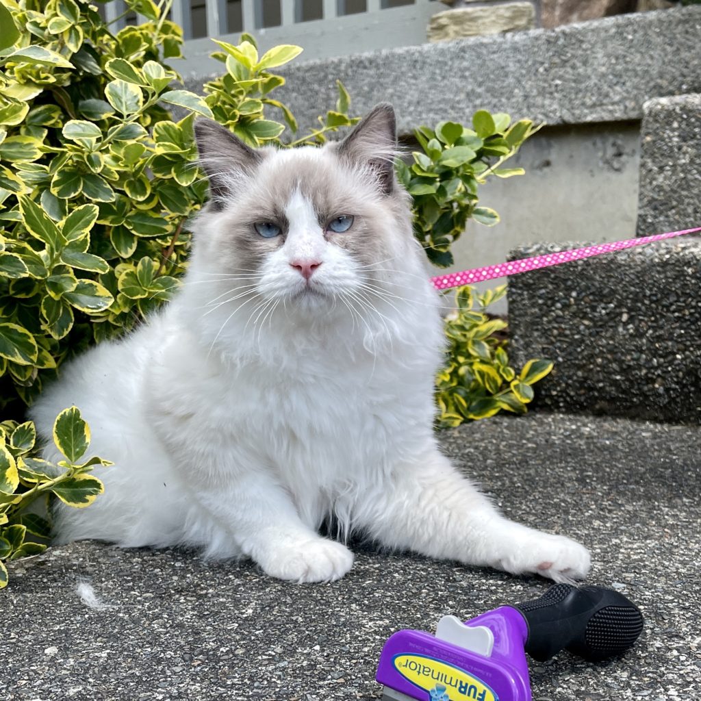 Furminator ragdoll store