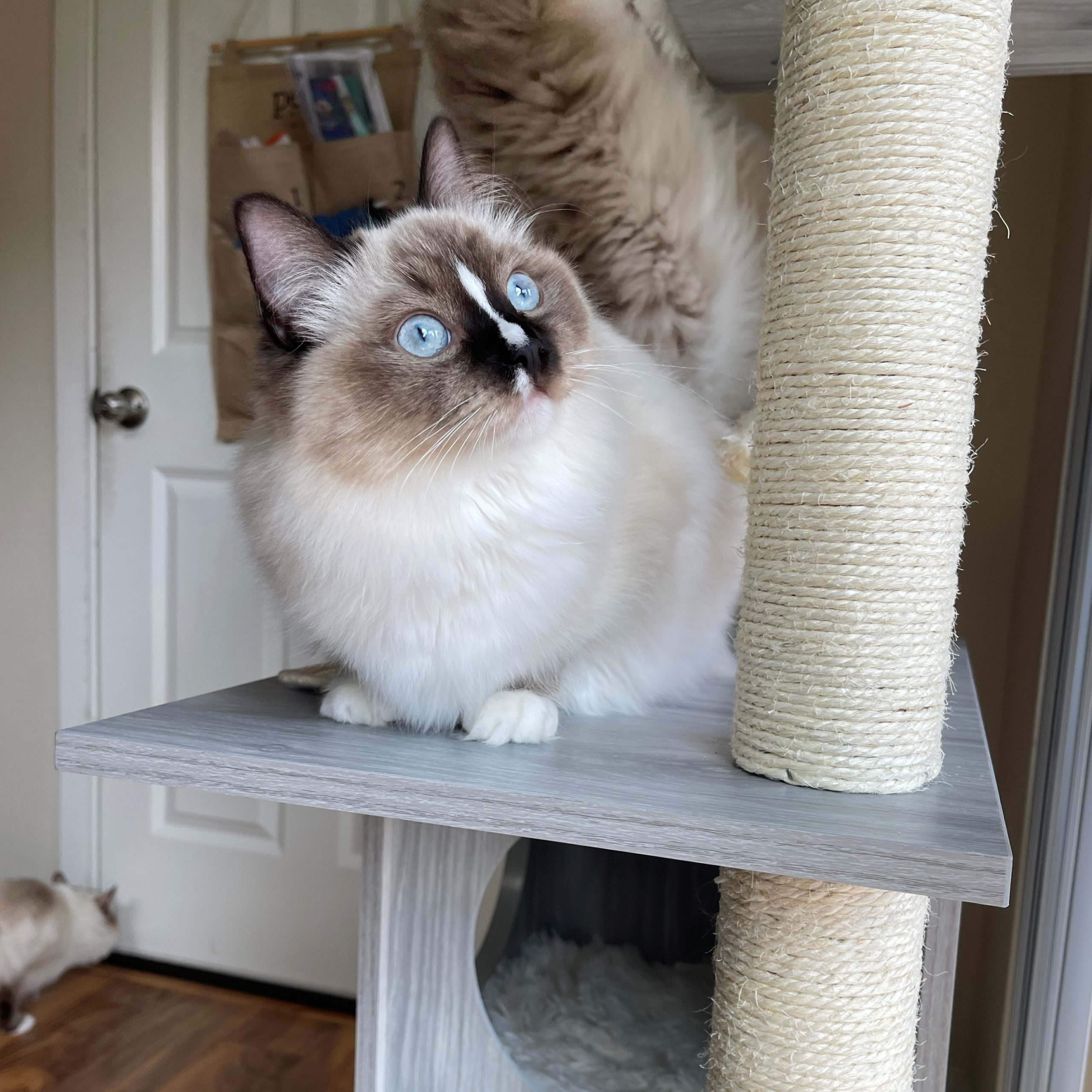 Cat tree hotsell for ragdolls