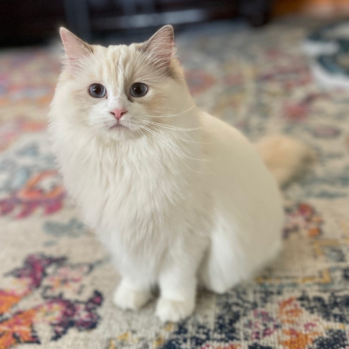 Tortie Bicolor, Shug Avery - Masterpiece Ragdolls