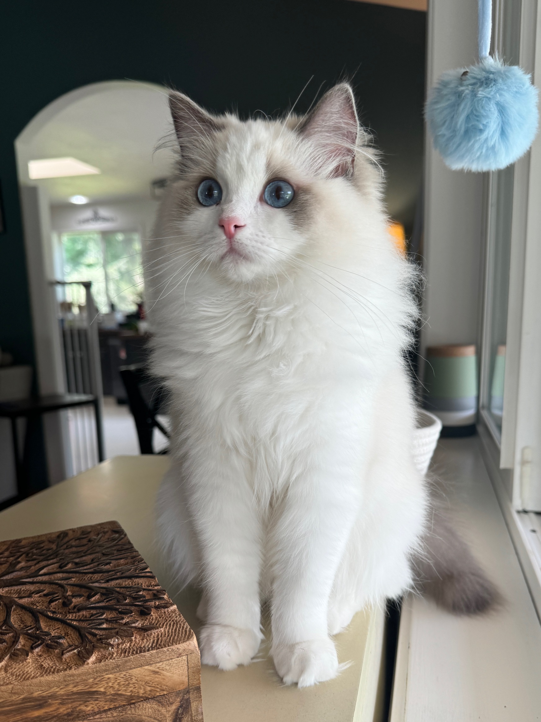 Cat asks How much does a ragdoll cat cost