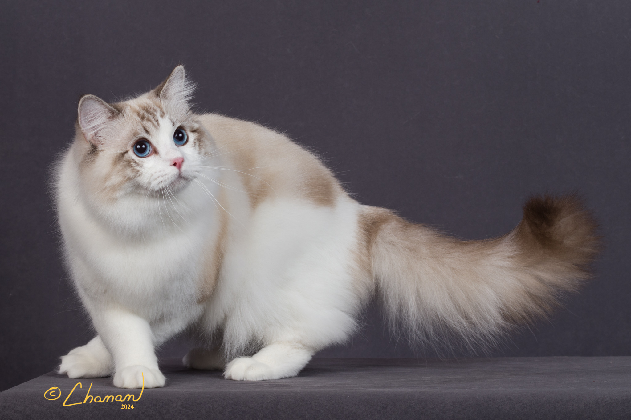 SEAL LYNX POINT RAGDOLL CAT WITH FLUFFY TAIL MASTERPIECERAGS PRUFROCK LOVE SONG