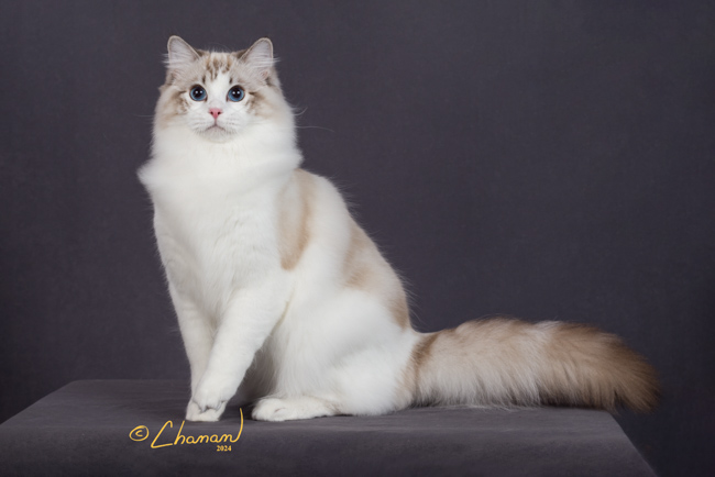 TALL BEAUTIFUL SEAL LYNX POINT RAGDOLL CAT PROFESSIONAL PHOTO WILLOWTREERAGS