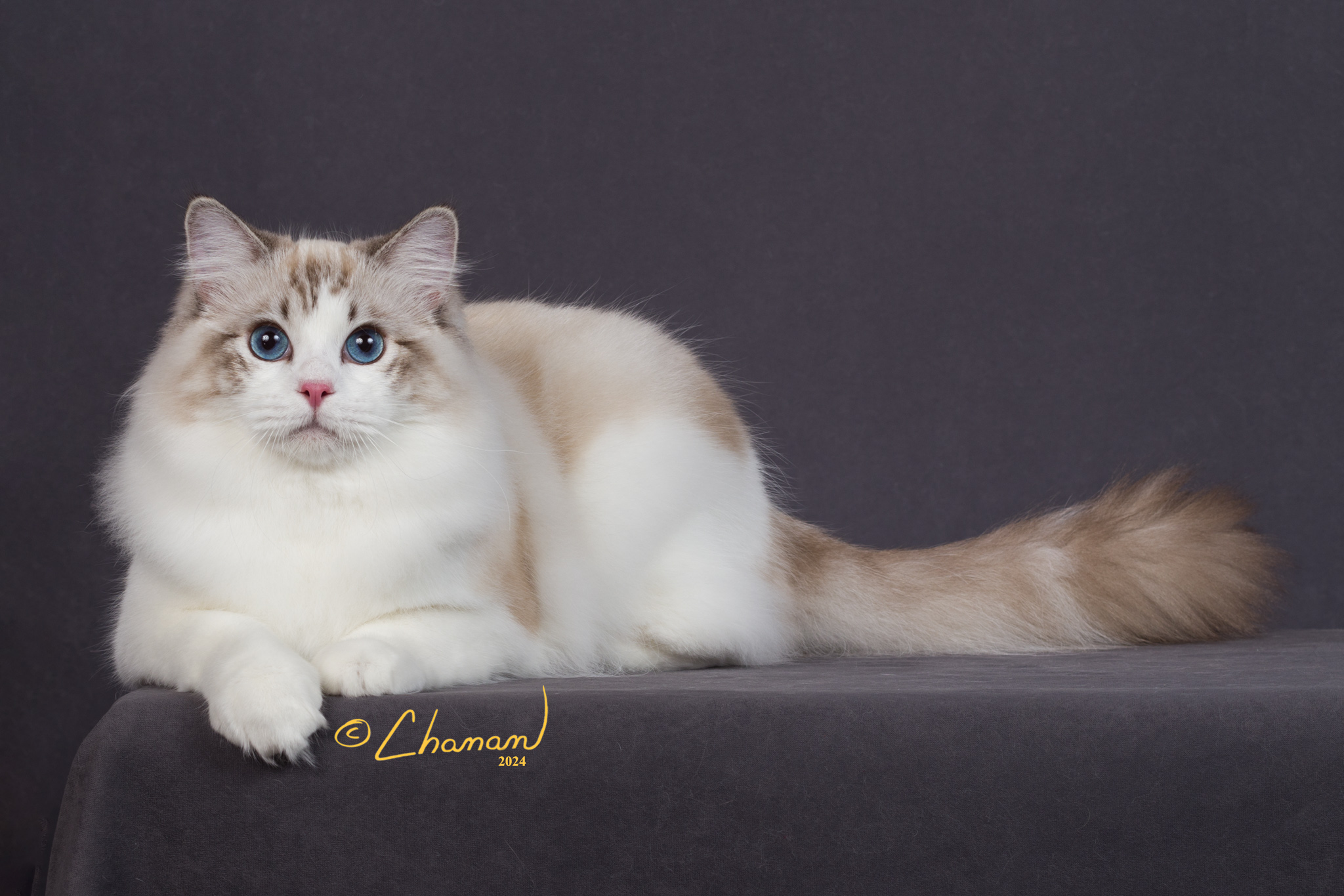 BLUE EYED RAGDOLL CAT SITTING ON THE EDGE OF A GRAY TABLE MABLE ROBERTS WILLOWTREE RAGDOLLS