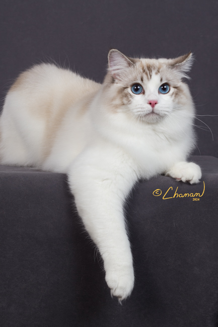 WELL GROOMED SEAL LYNX POINT RAGDOLL CAT 11 MONTHS OLD WILLOWTREE RAGDOLLS