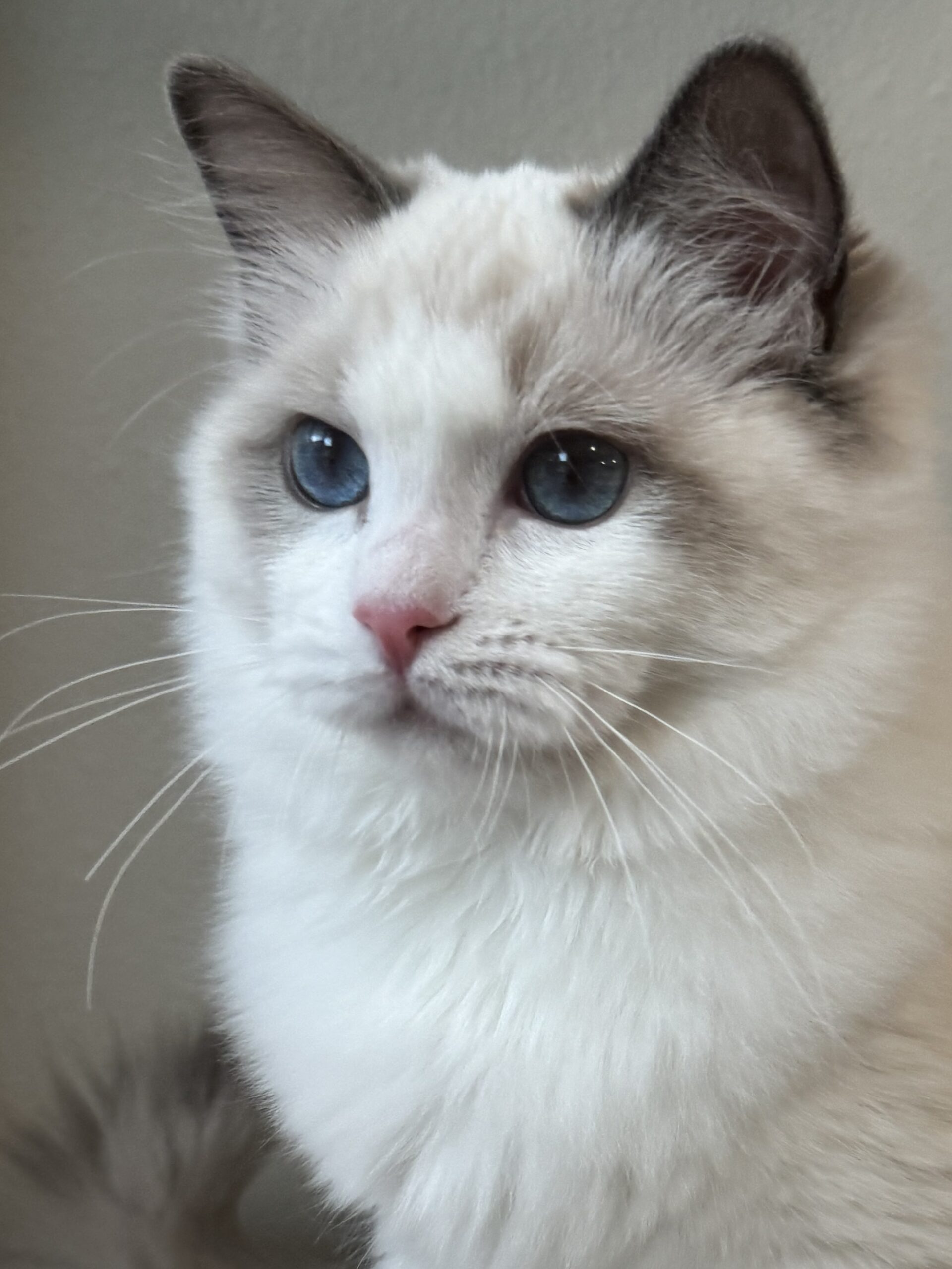 Blue Point Bicolor Female Cat at 9 months old