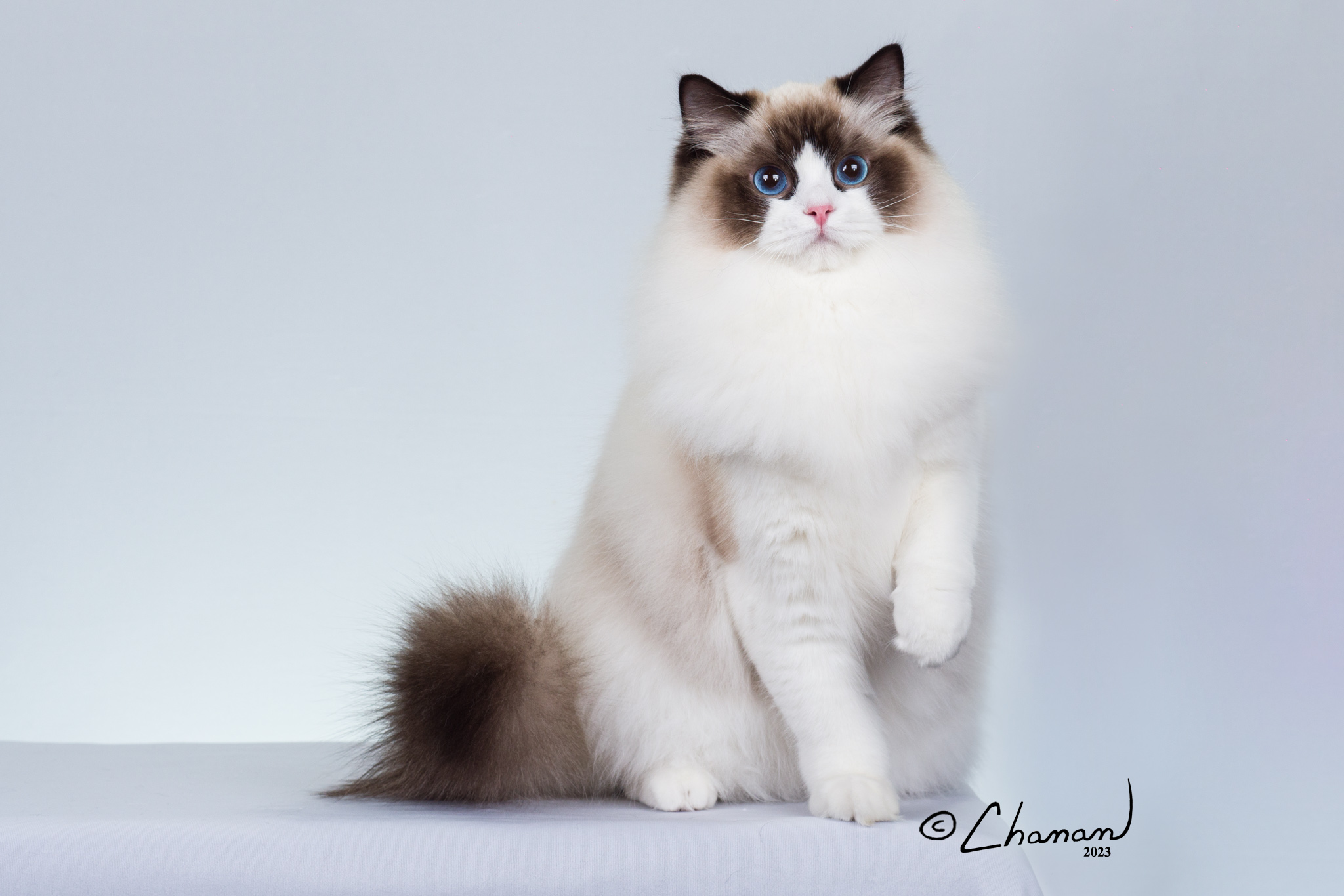 TICA Champion Ragdoll Cat with blue eyes looking forward