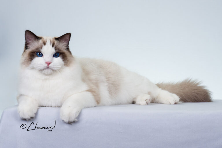 SEAL BICOLOR RAGDOLL CAT LYING COMFORTABLY ON A WHITE TABLE