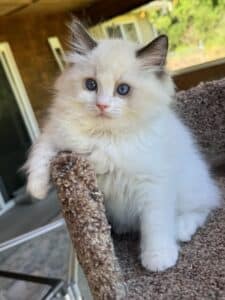 Seal Bicolor Ragdoll color Kitten at 8 weeks old reaching over the edge of the cat tree