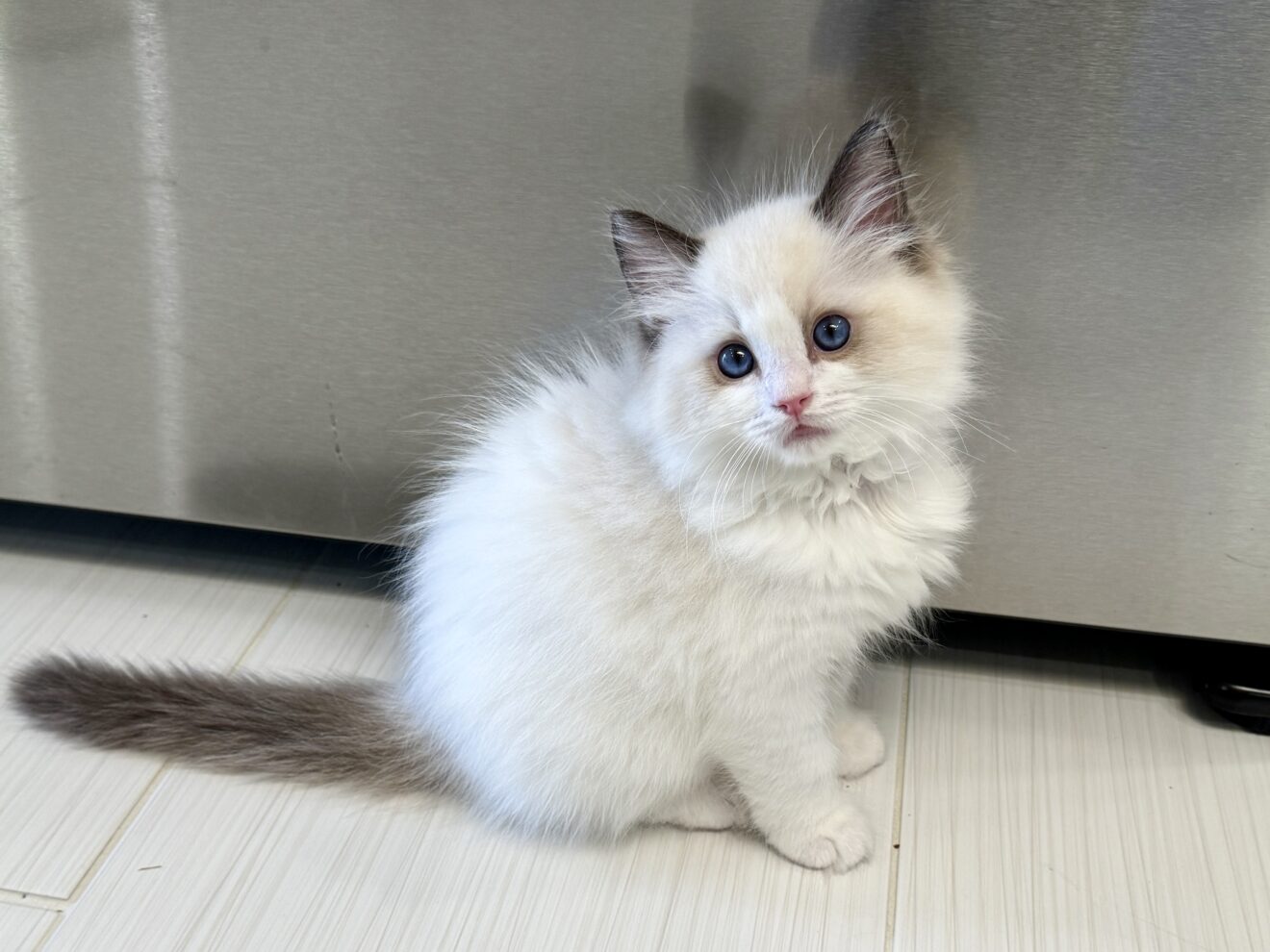 Conner, Seal Point Bicolor RESERVED - Masterpiece Ragdolls