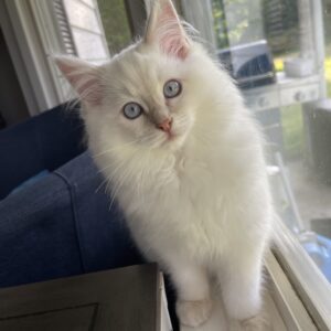 Ragdoll cat with cornflower blue eyes