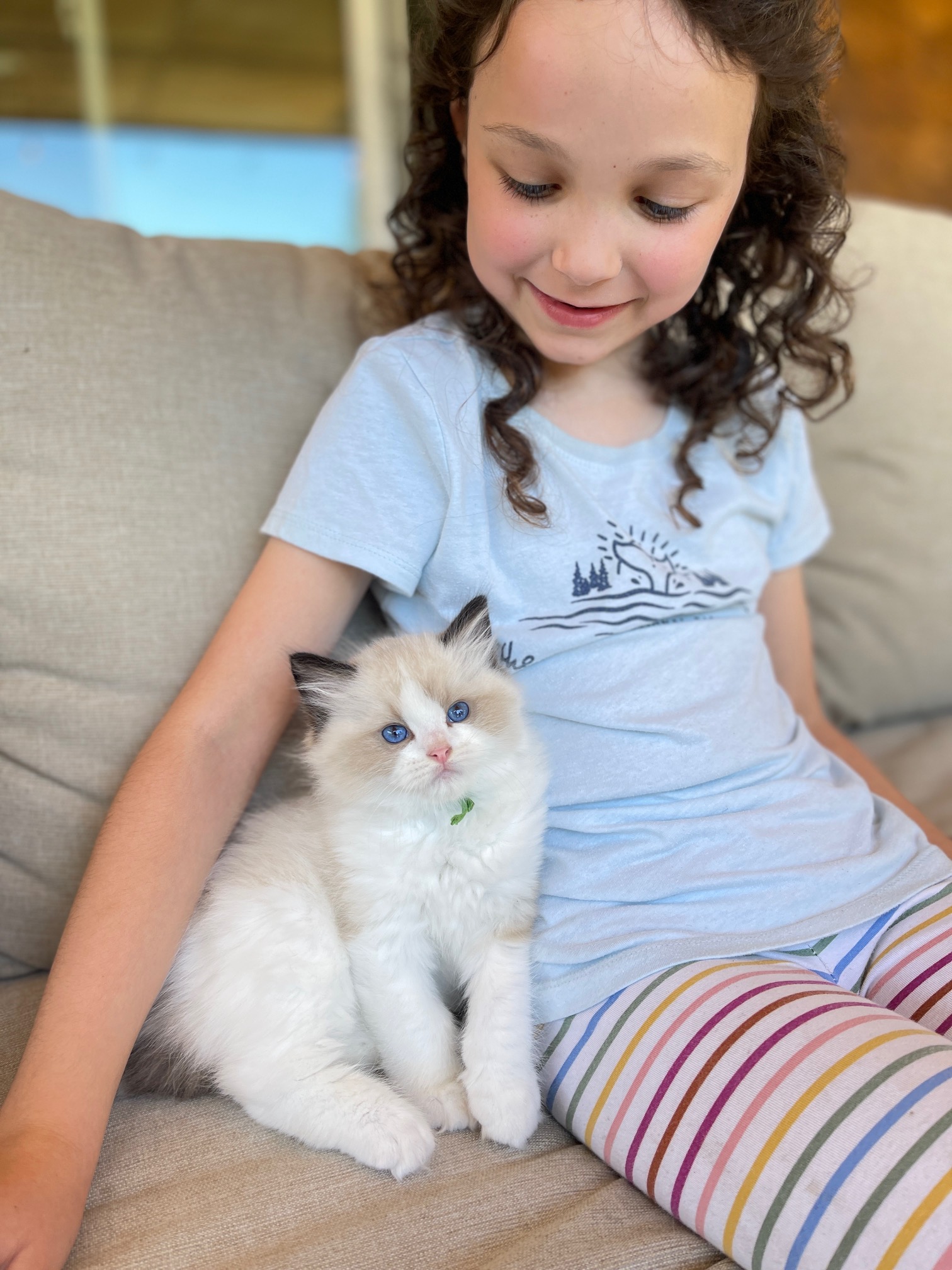 how to adopt a ragdoll kitten from a breeder
