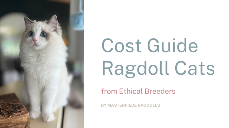 True Cost of a Ragdoll Cat from an Ethical Breeder