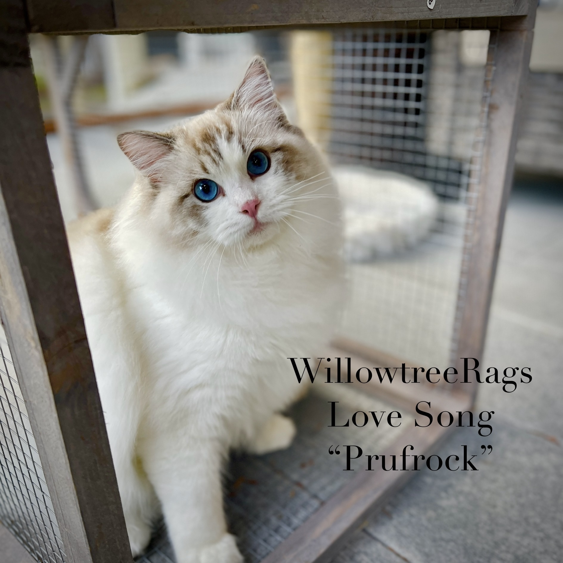 Willowtreerags Prufrock Show cat in catio cage