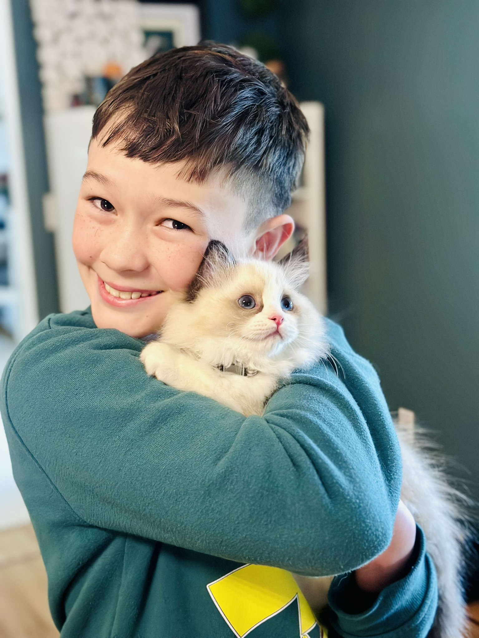 Boy Loves his new ragdoll kitten from masterpiece ragdolls cat breeder.