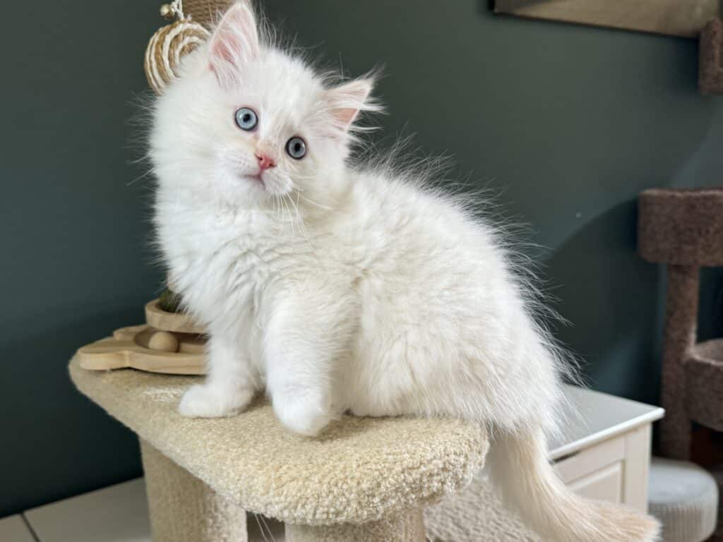 Cream Point Mitted Ragdoll Kitten 8 weeks old sitting on a carpet cat tree
