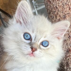 Ragdoll Colors and patterns include blue and lynx