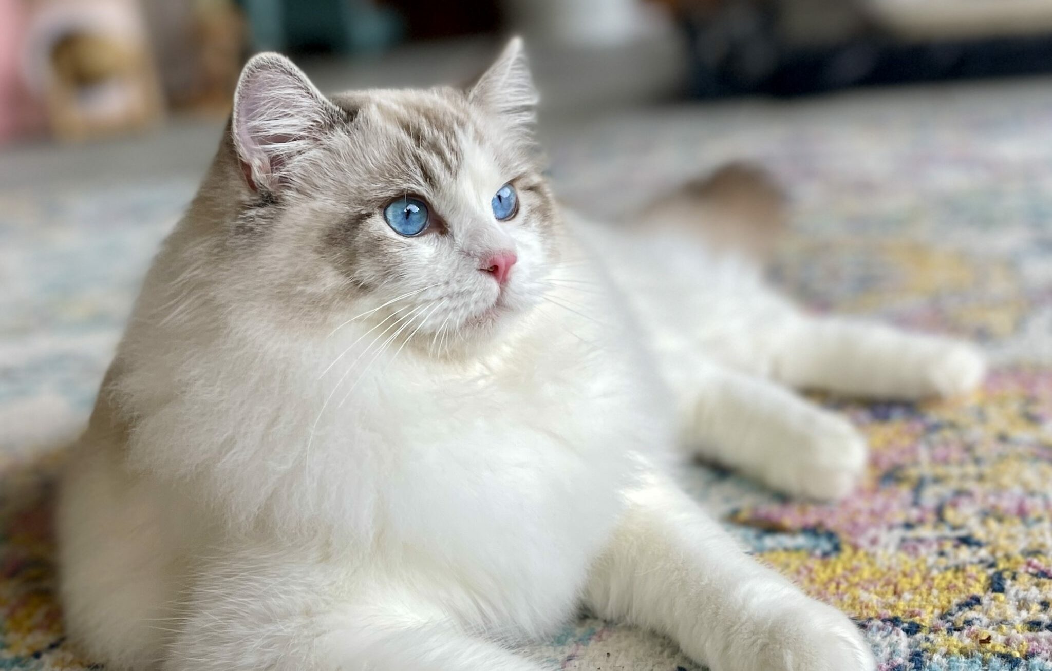 LoveSong-Ragdoll Cat laying on the carpet