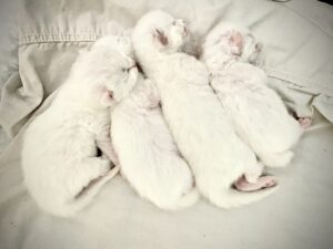 Baby kittens all lined up