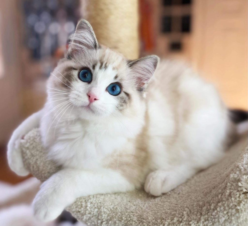 Cost of a Ragdoll Kitten from a Reputable breeder is not cheap