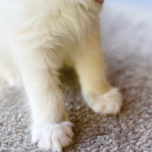 white paws are called "mitted" ragdoll pattern
