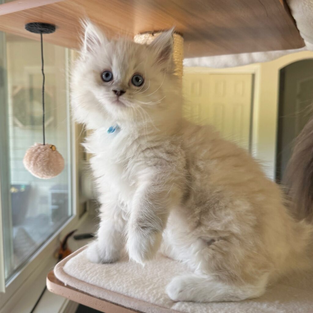 Seal Lynx Point Mitted Ragdoll Kitten