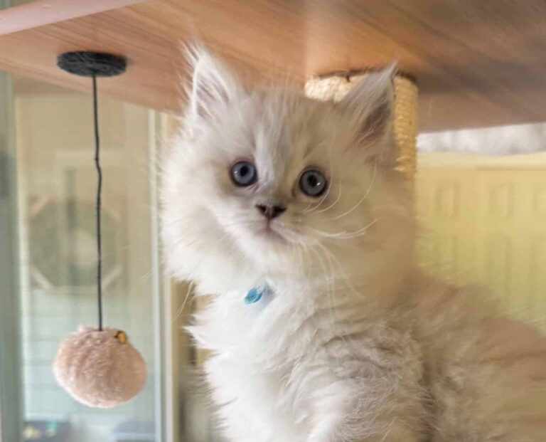 Albert, Seal Lynx Point Mitted RESERVED