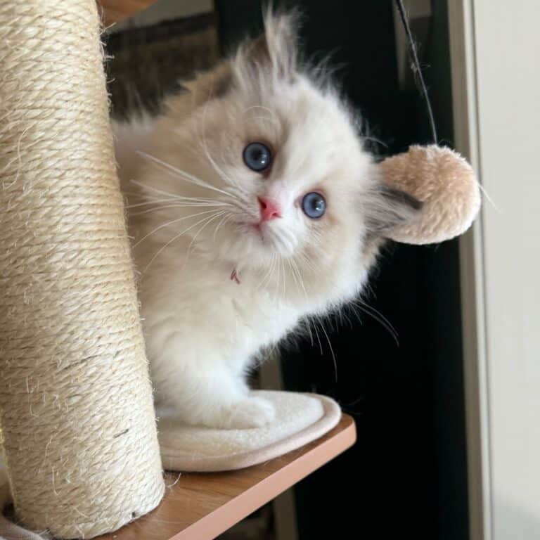 Preparing to adopt a ragdoll kitten