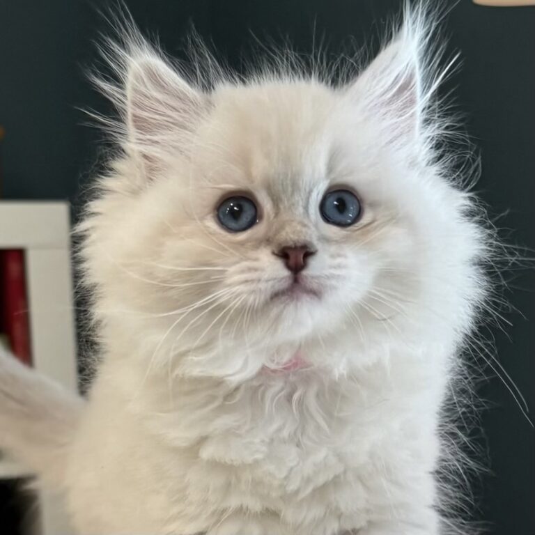 Nellie, Blue Point Lynx Mitted, RESERVED