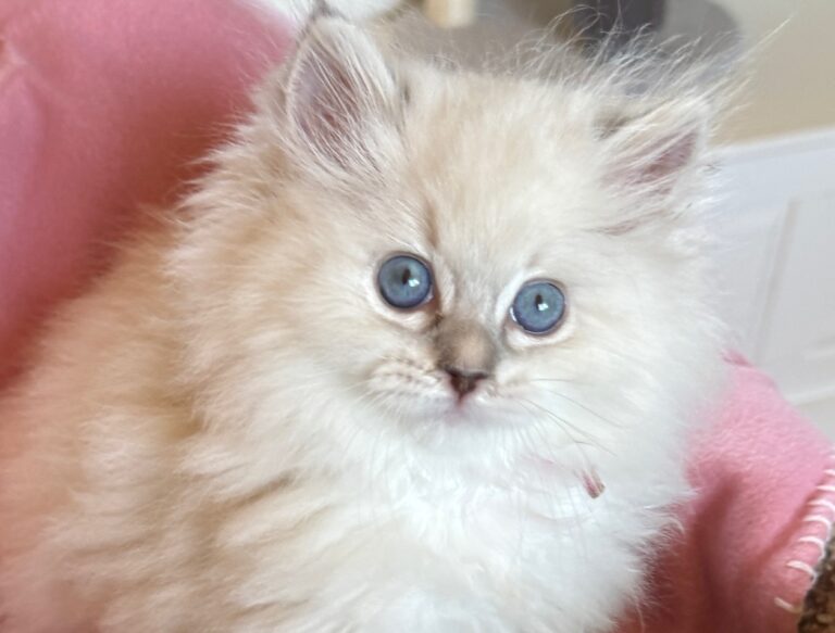 Mary Ingalls, Blue Point Lynx Mitted RESERVED