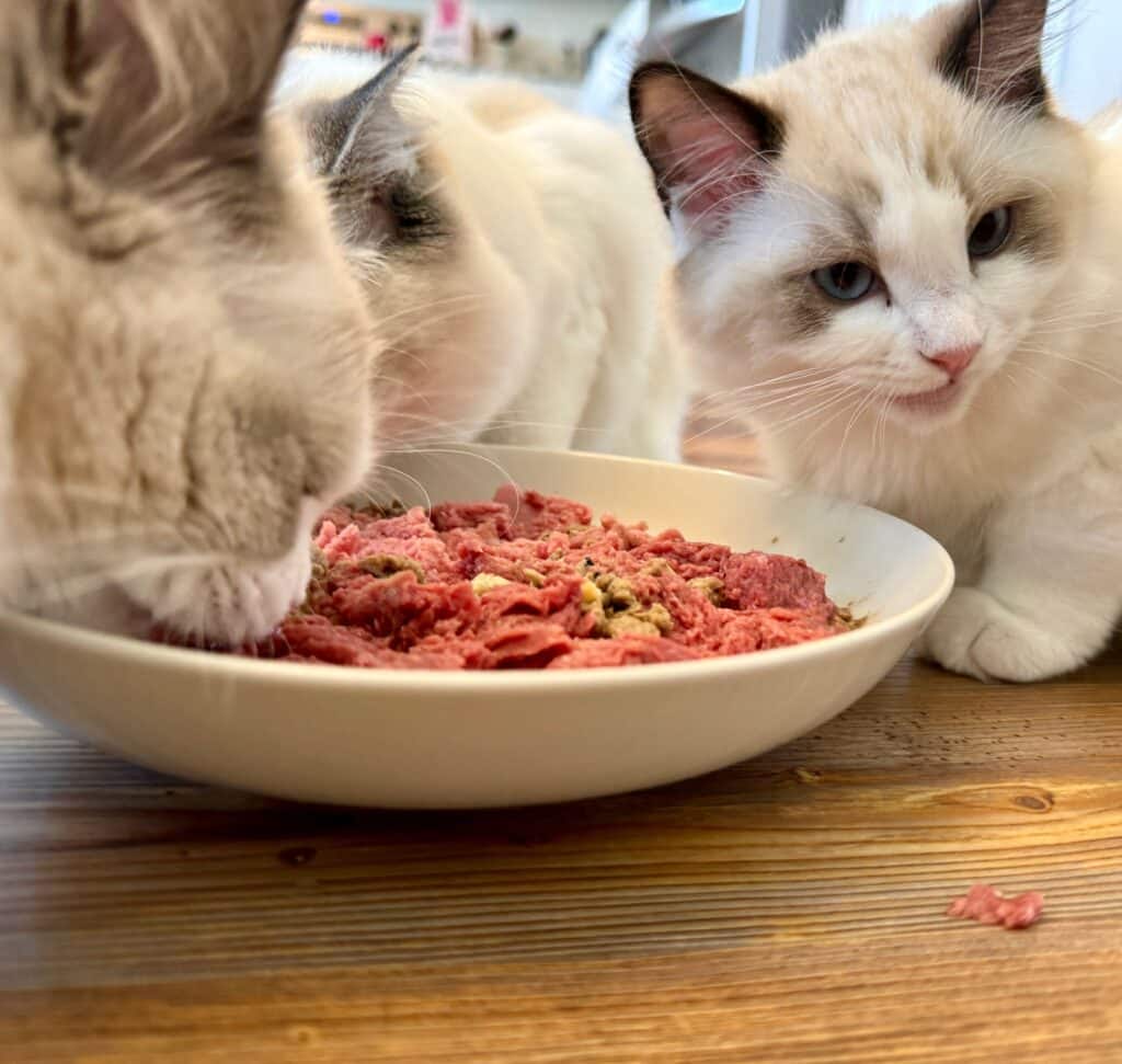 How much should I feed my ragdoll kitten?