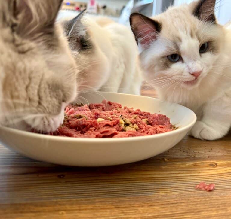 How to Feed a Ragdoll Cat a Raw Diet