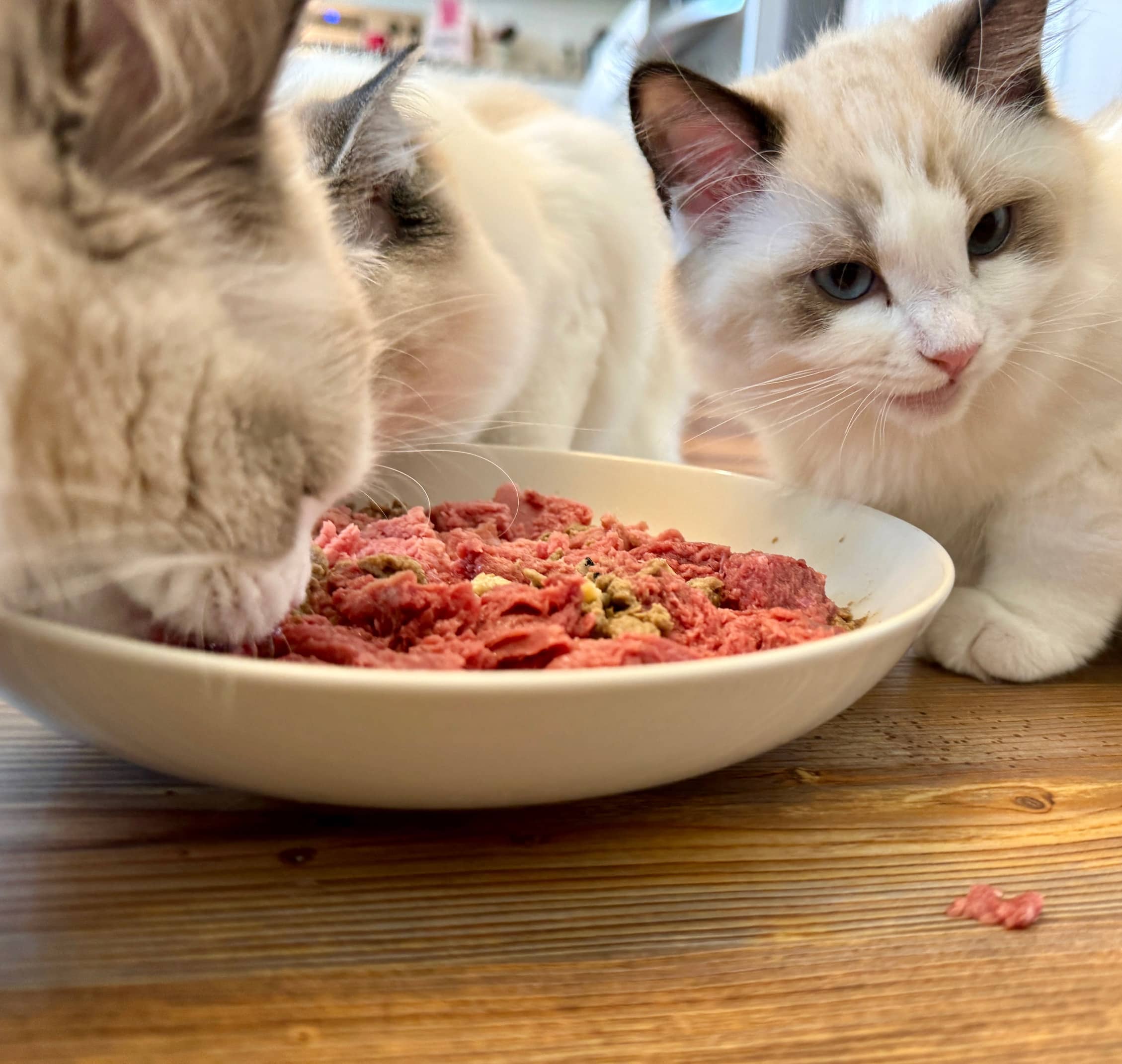 switching from raw cat food diet