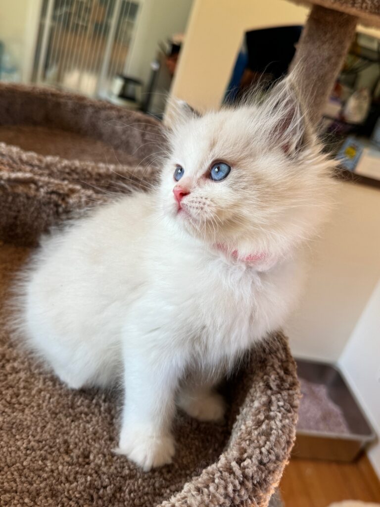 blake-blue-bicolor-ragdoll-kitten-8-weeks-old