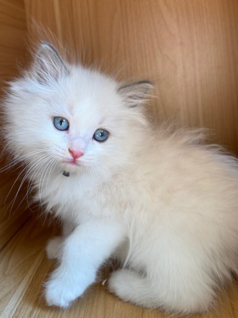 Merlin, blue point bicolor male 8 weeks old