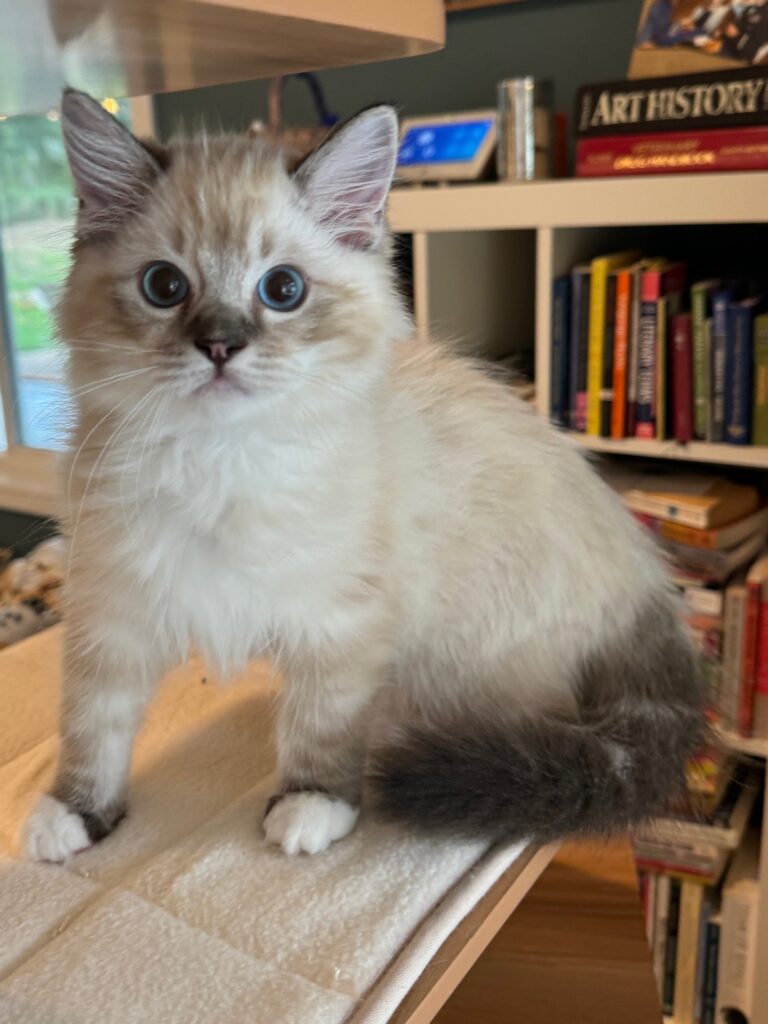 Ragdoll Kitten Ready to take the next step