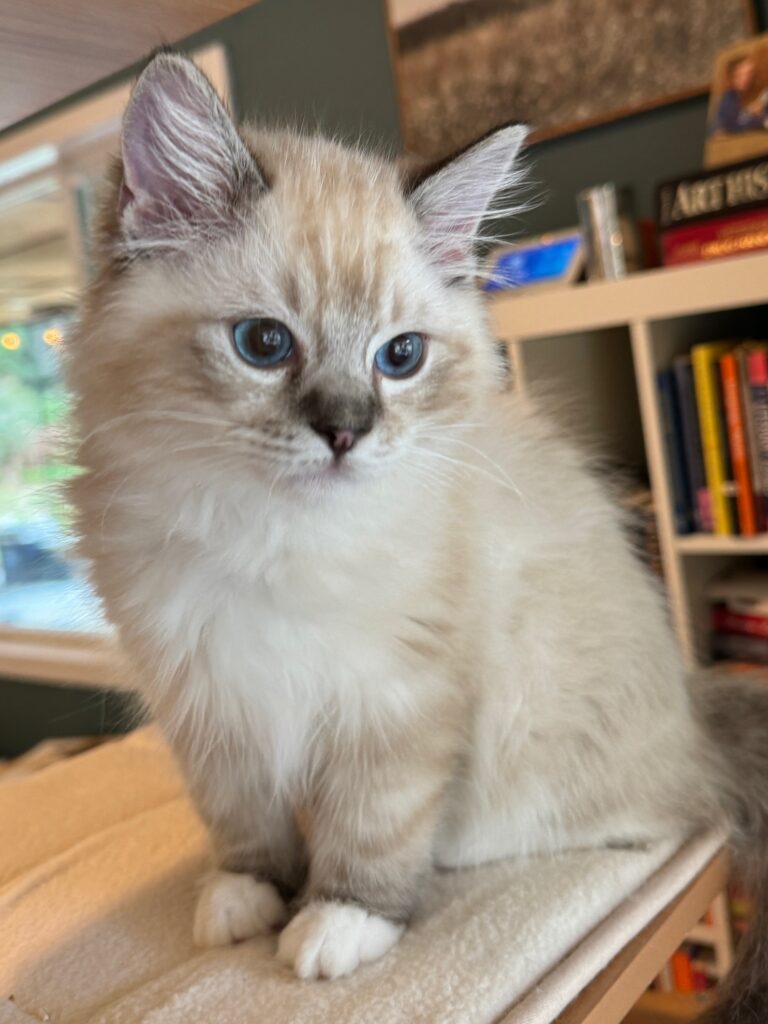 Seal Lynx Point Ragdoll Kitten