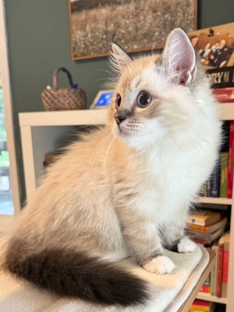 Mitted Ragdoll Seal Lynx Point