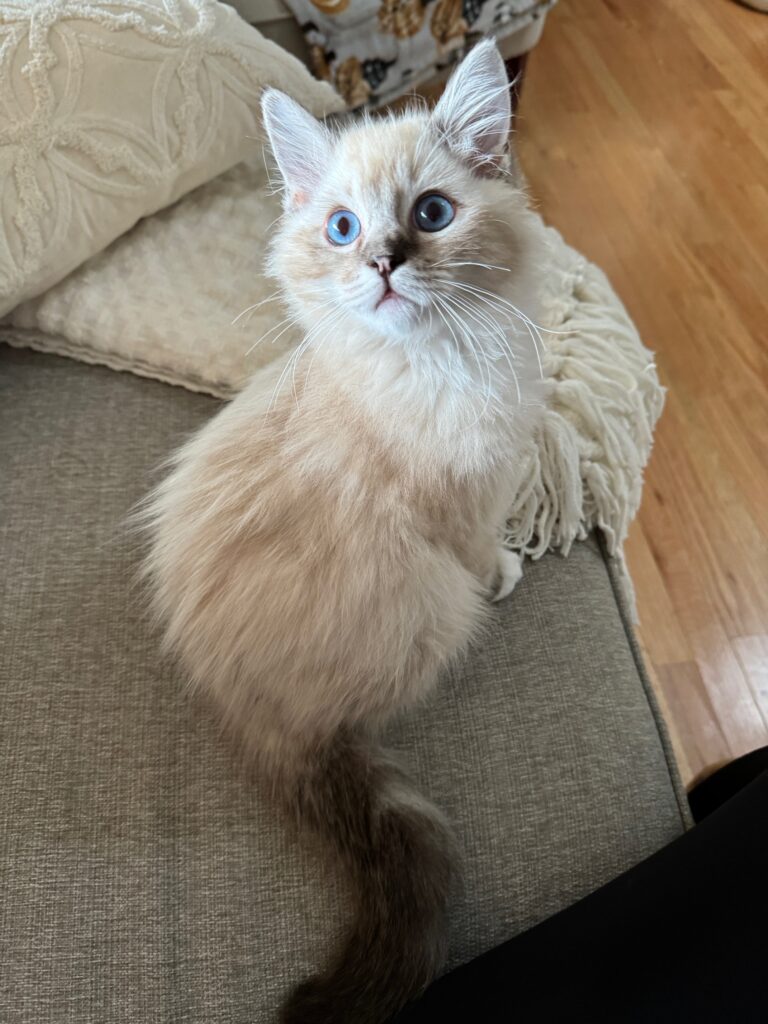 Beautiful ragdoll kitten staring at the camera