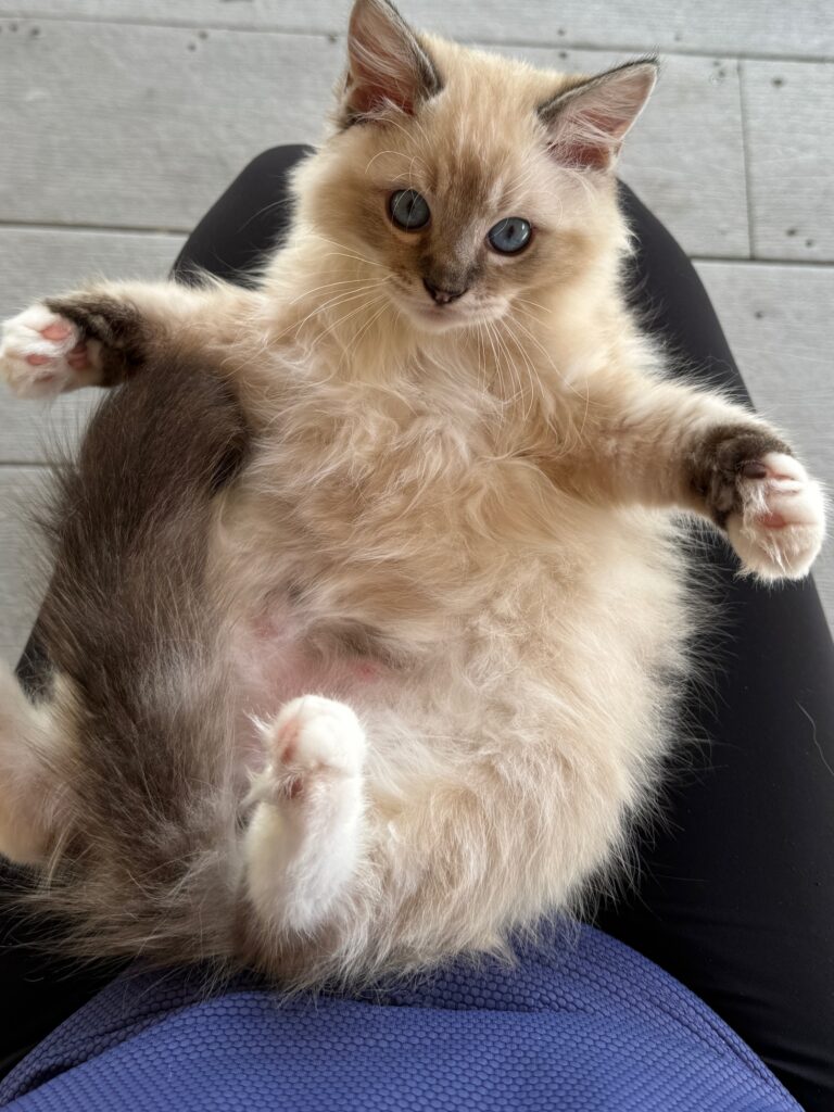 Ragdoll Kitten on his back ready for a hug