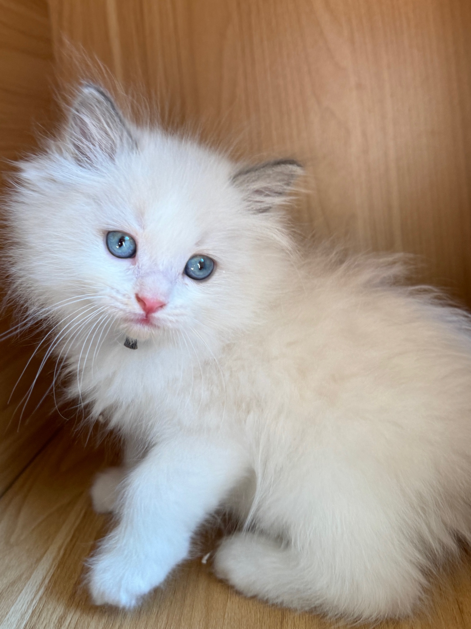 Merlin, blue point ragdoll kitten 8 weeks old