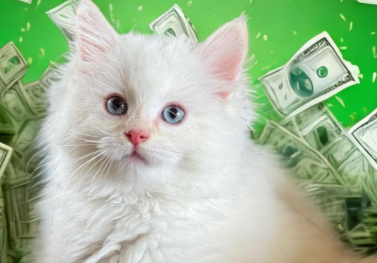 Why Are Ragdoll Cats Expensive?