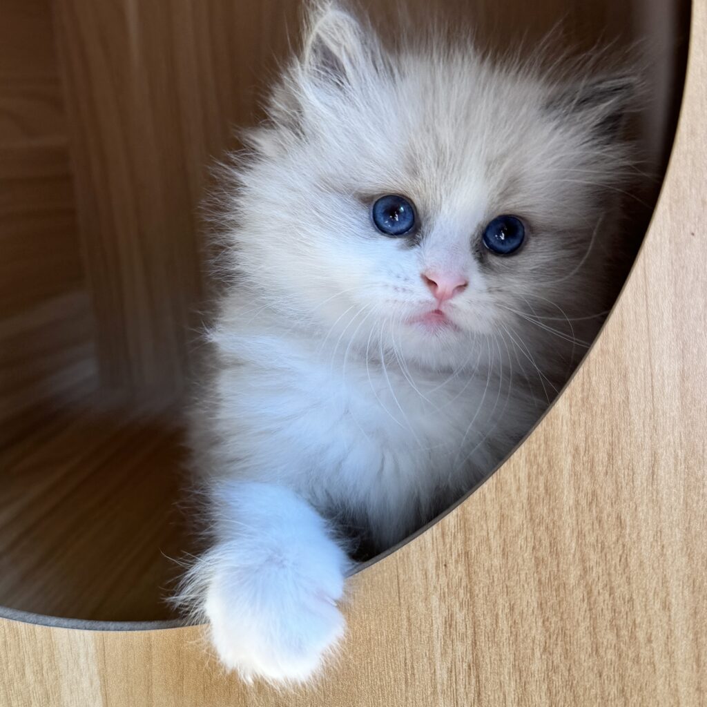 Rebecca ragdoll kitten at 8 weeks old