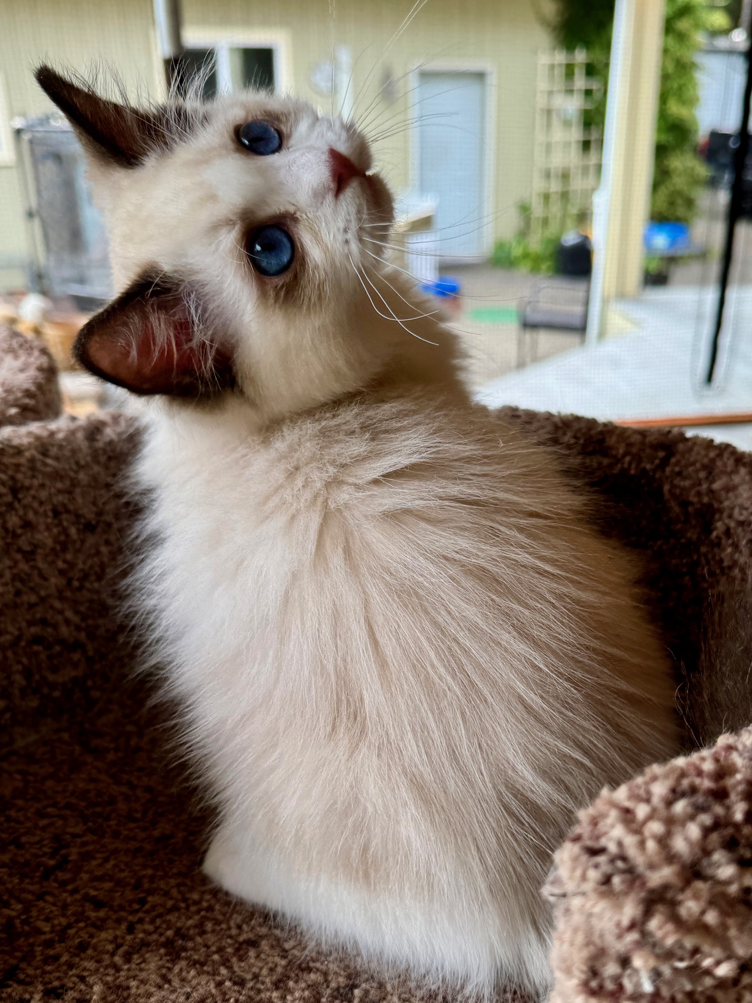 Seal Point Bicolor Kitten at 15 weeks old