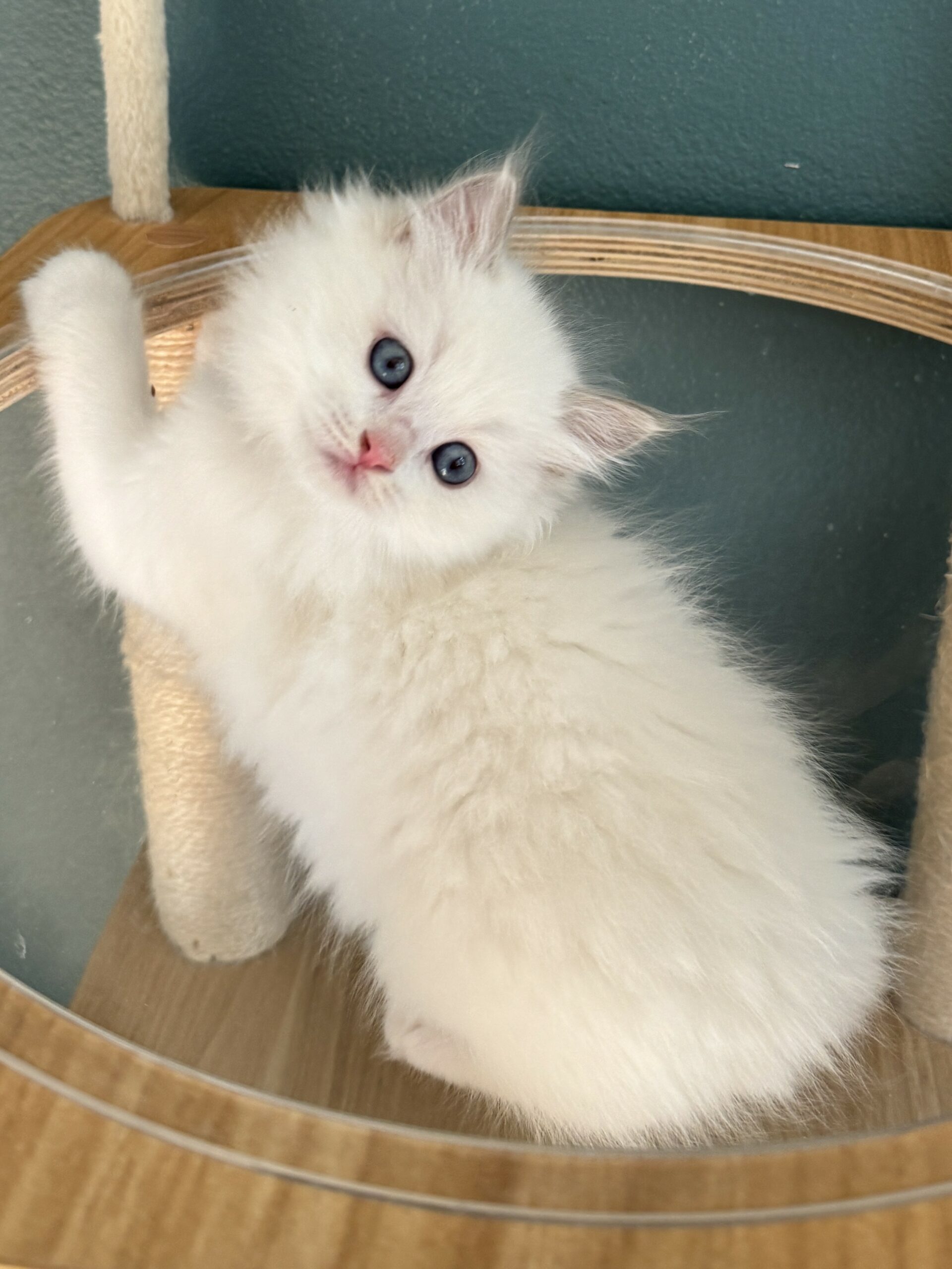 Lilac RAgdoll Kitten 8 weeks old