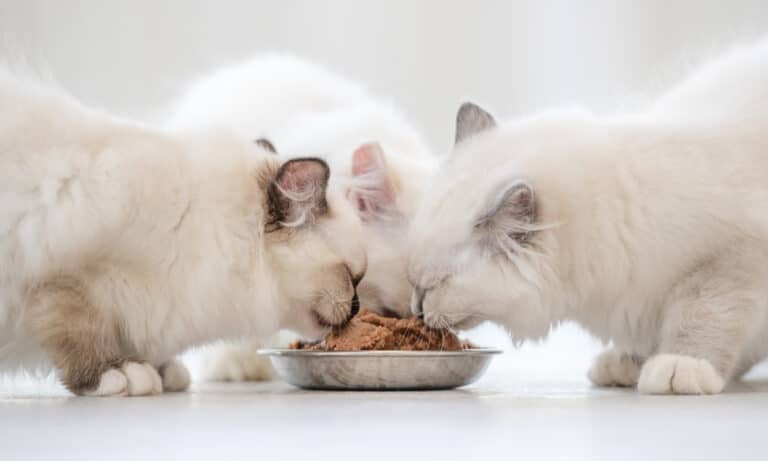 Transitioning from a Raw Cat Food Diet Ragdoll Kittens