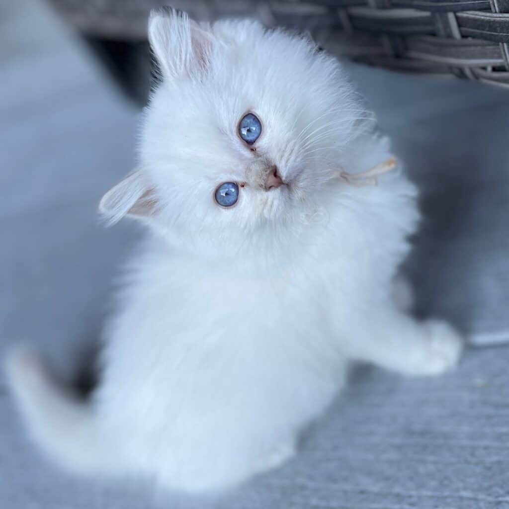 ragdolls are expensive because breeders invest money and time into it