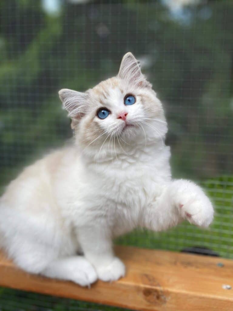 ragdoll price is high because breeding correctly takes time