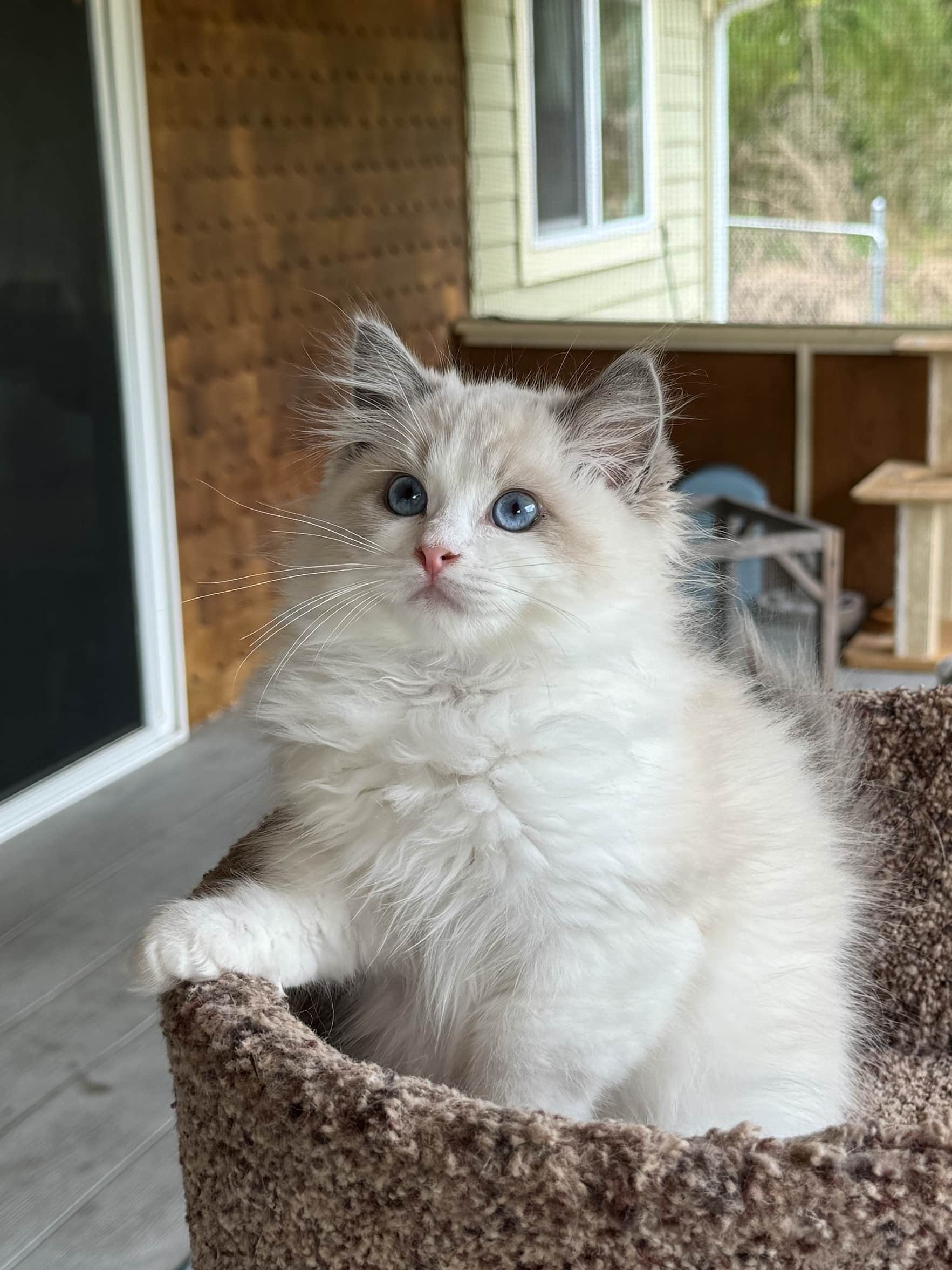 fluffy blue bicolor masterpiece ragdoll kitten