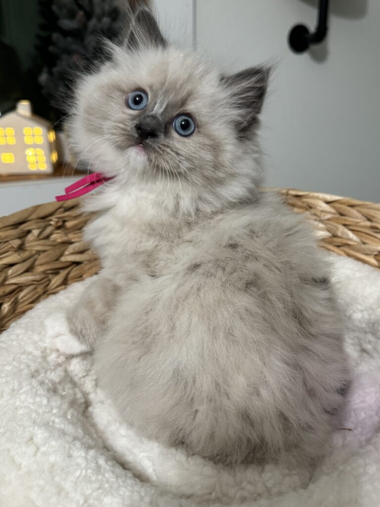 blue mitted ragdoll kitten for sale christmas