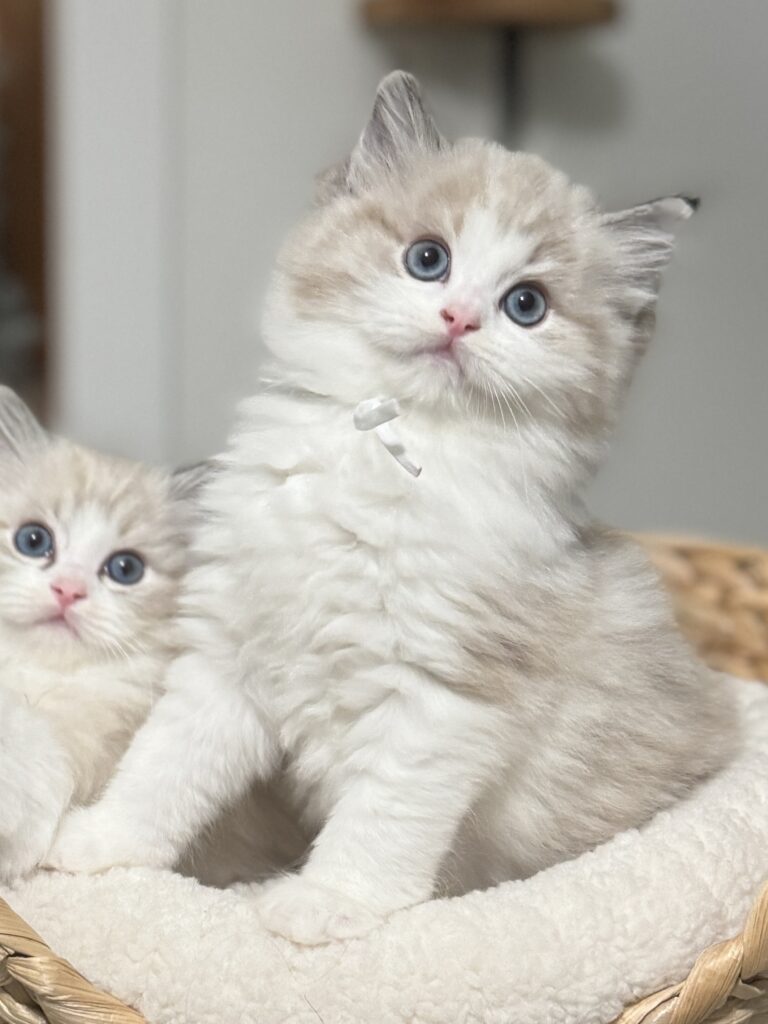 adorable ragdoll kittens for sale